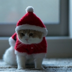 Holiday Wallpaper HD 492