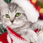 Holiday Wallpaper HD 508