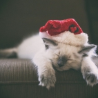 Holiday Wallpaper HD 511