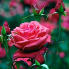 100 Beautiful Ultra HD 4K Wallpapers Pack-6 (41)