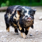 csm_kunekune-tierpark-hellabrunn-europa-tierlexikon_247d88e642