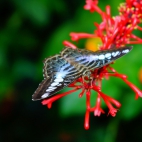 100 Amazing Mixed Wallpapers {Pack -338} (11)
