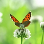 100 Amazing Mixed Wallpapers {Pack -338} (21)
