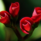 100 Amazing Mixed Wallpapers {Pack -338} (36)