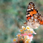100 Amazing Mixed Wallpapers {Pack -338} (41)