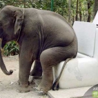sedes dla słonia