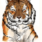 Tygrys - 1