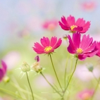 100 Amazing Mixed Wallpapers {Pack -339} (1)