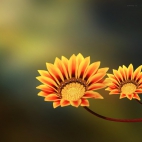 100 Amazing Mixed Wallpapers {Pack -339} (6)
