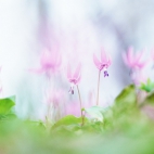 100 Amazing Mixed Wallpapers {Pack -340} (4)
