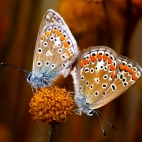 100 Amazing Mixed Wallpapers {Pack -340} (34)