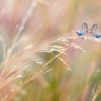100 Amazing Mixed Wallpapers {Pack -340} (91)