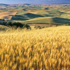 Wheat_Fields