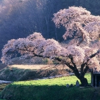 blooming_cherry_tree-1920x1080