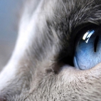blue_eyes_cat-1920x1080