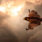 Brown-Eagle-in-Flight