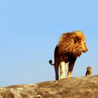 dad-lion-and-the-lion-cub-HD