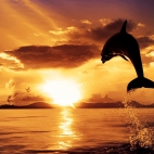 delfino-tramonto