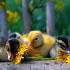 ducks-yellow-flowers-1920x1080