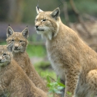 Eurasian-Lynx-with-Cubs-1080x1920