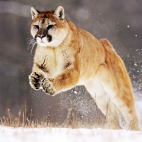 mountain_lion-wide