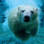 oso-polar-marino