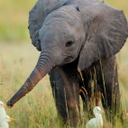 piccolo-elefante