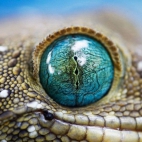 rettile_occhio_eye_reptiles
