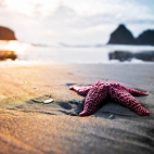 Starfish On The Beach Wallpaper 2560X1600