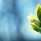 Warm-spring-green-shoots-photography