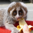 Lemur z bananem