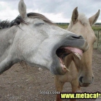 Koń by się uśmiał