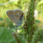 Schmetterling_an_Pflanze