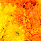 flowers-1362651139ZVn