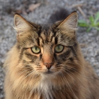 cat-2424203_1280