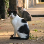 feral-kitty-cats