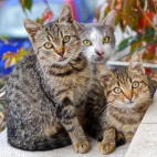 adorable-animals-cats-749212