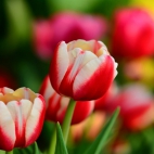 Beautiful Tulip Flowers Wallpaper Pack (2)