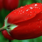 Beautiful Tulip Flowers Wallpaper Pack (3)