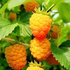 380251194_278518535058161_7372473611711681150_n