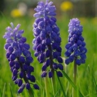 56580547_595699370945326_254620212656078848_n