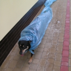 Płaszczyk dla psów w porę deszczową