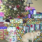 Pies i jego prezent pod choinką