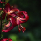 100 Amazing Mixed Wallpapers {Pack -348} (2)