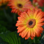 100 Amazing Mixed Wallpapers {Pack -348} (5)