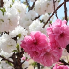 100 Amazing Mixed Wallpapers {Pack -348} (13)