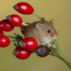 100 Amazing Mixed Wallpapers {Pack -348} (24)