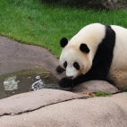 100 Amazing Mixed Wallpapers {Pack -348} (36)