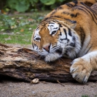 100 Amazing Mixed Wallpapers {Pack -348} (42)