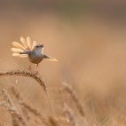 100 Amazing Mixed Wallpapers {Pack -348} (58)